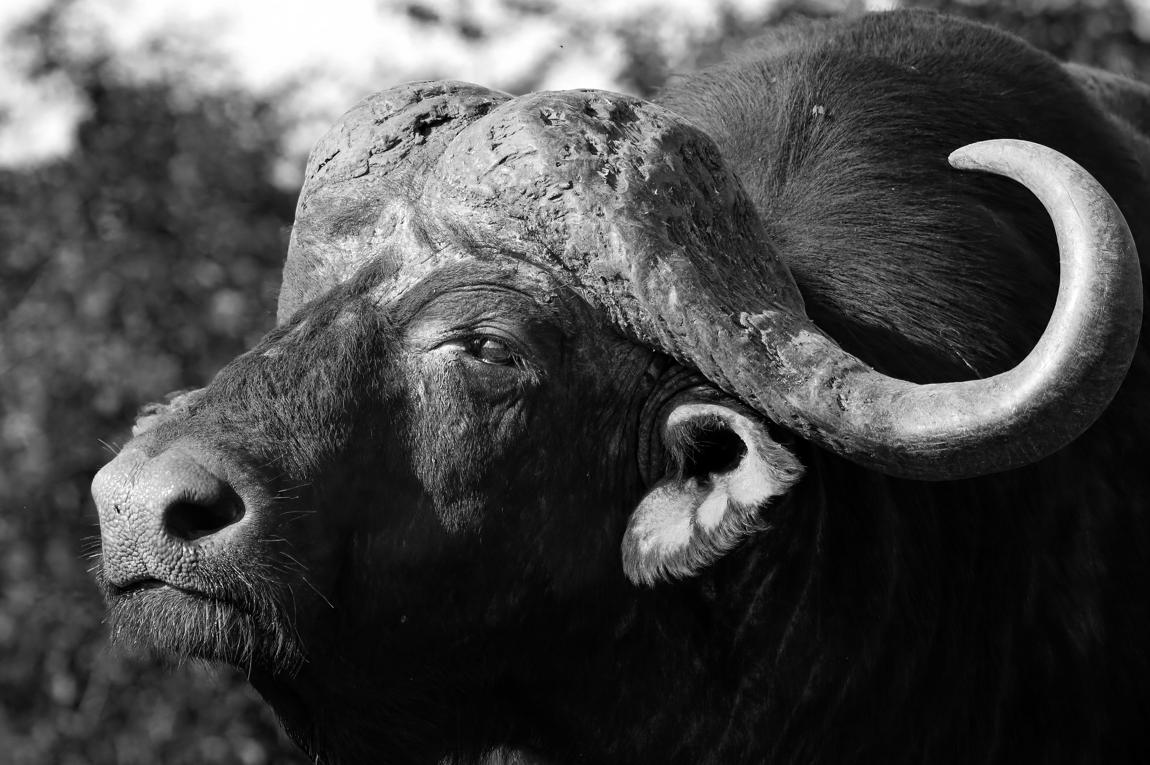 Classic Big Five Safaris