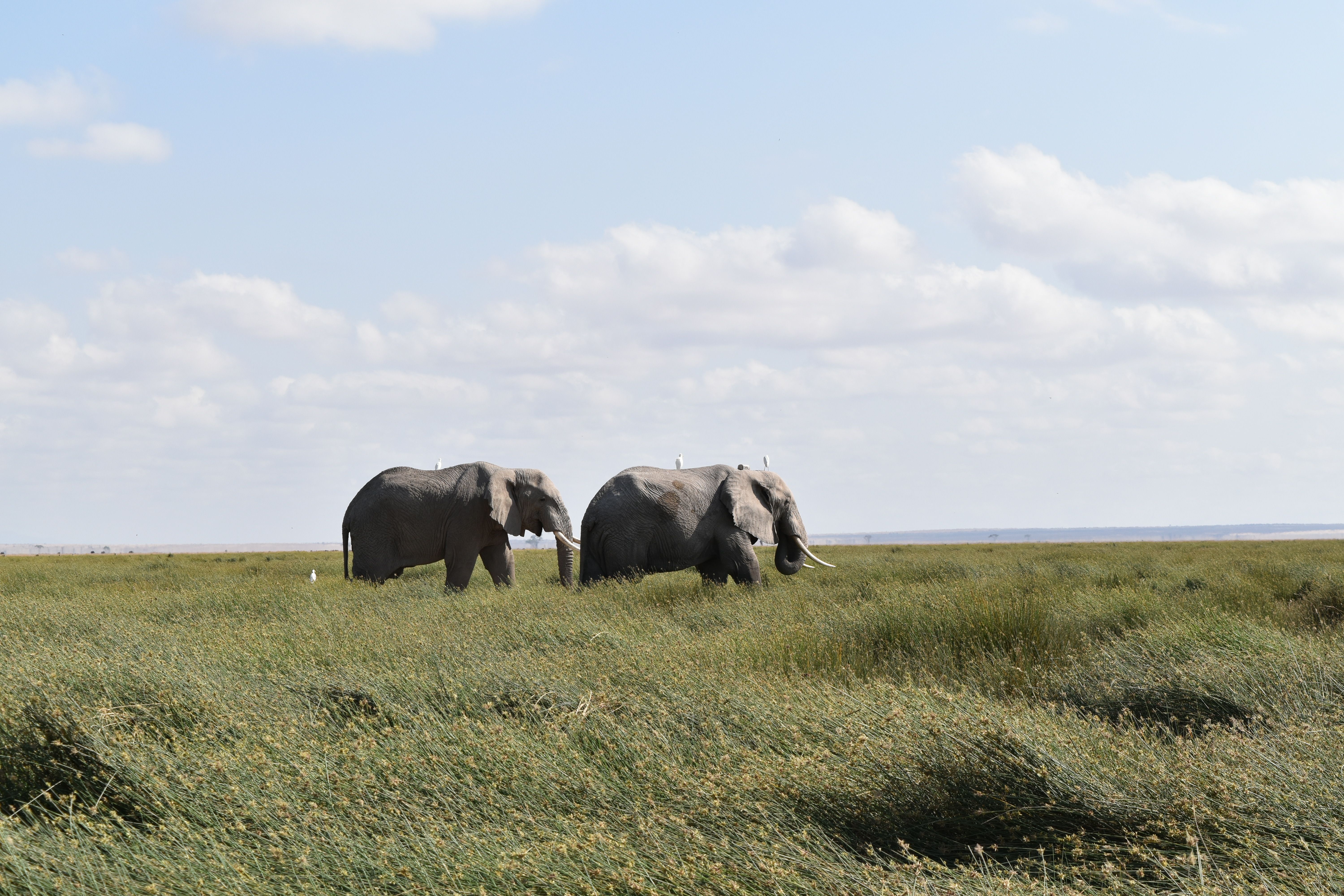 Amboseli National Park