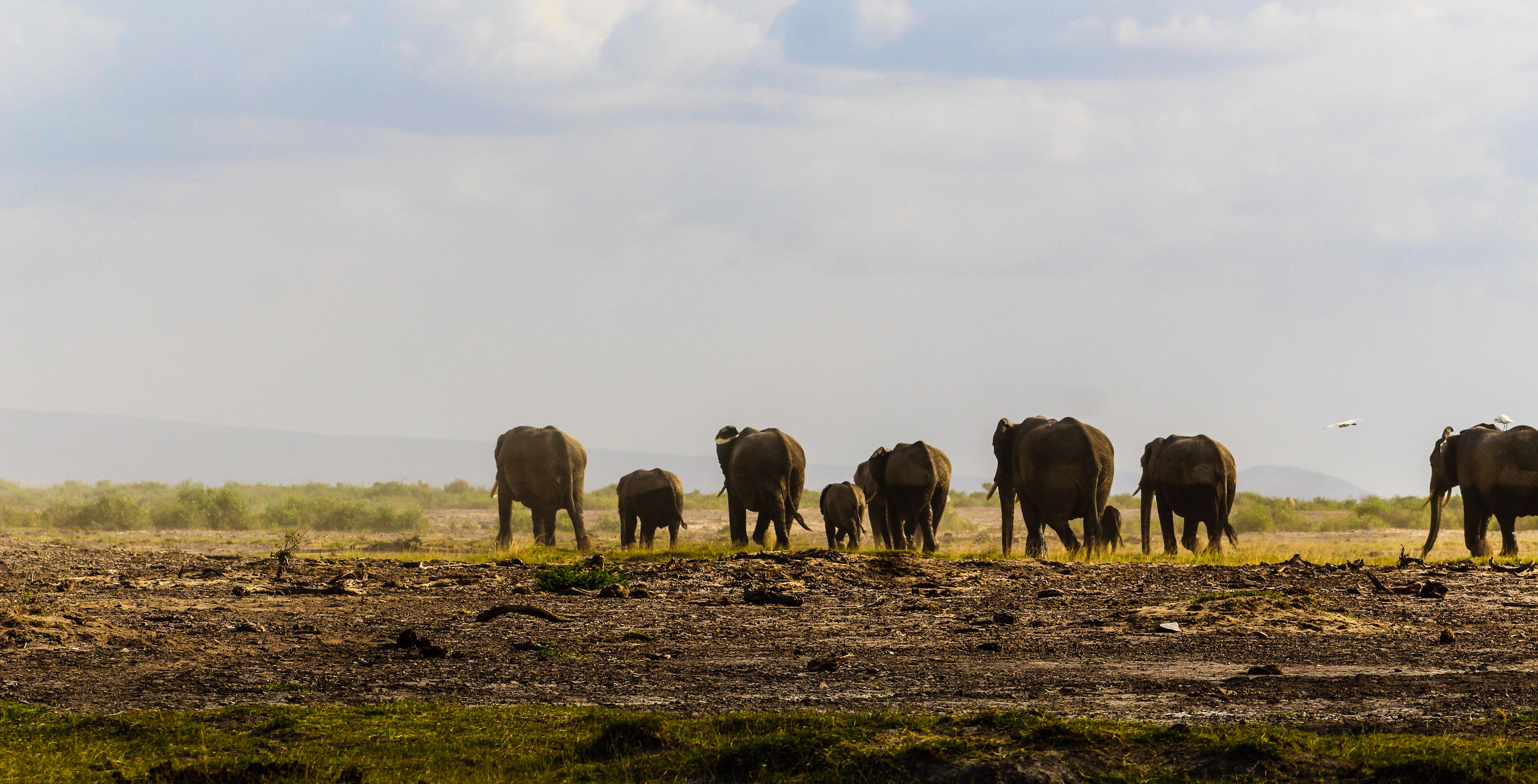 10-Day Kenya Safari & Zanzibar Escape
