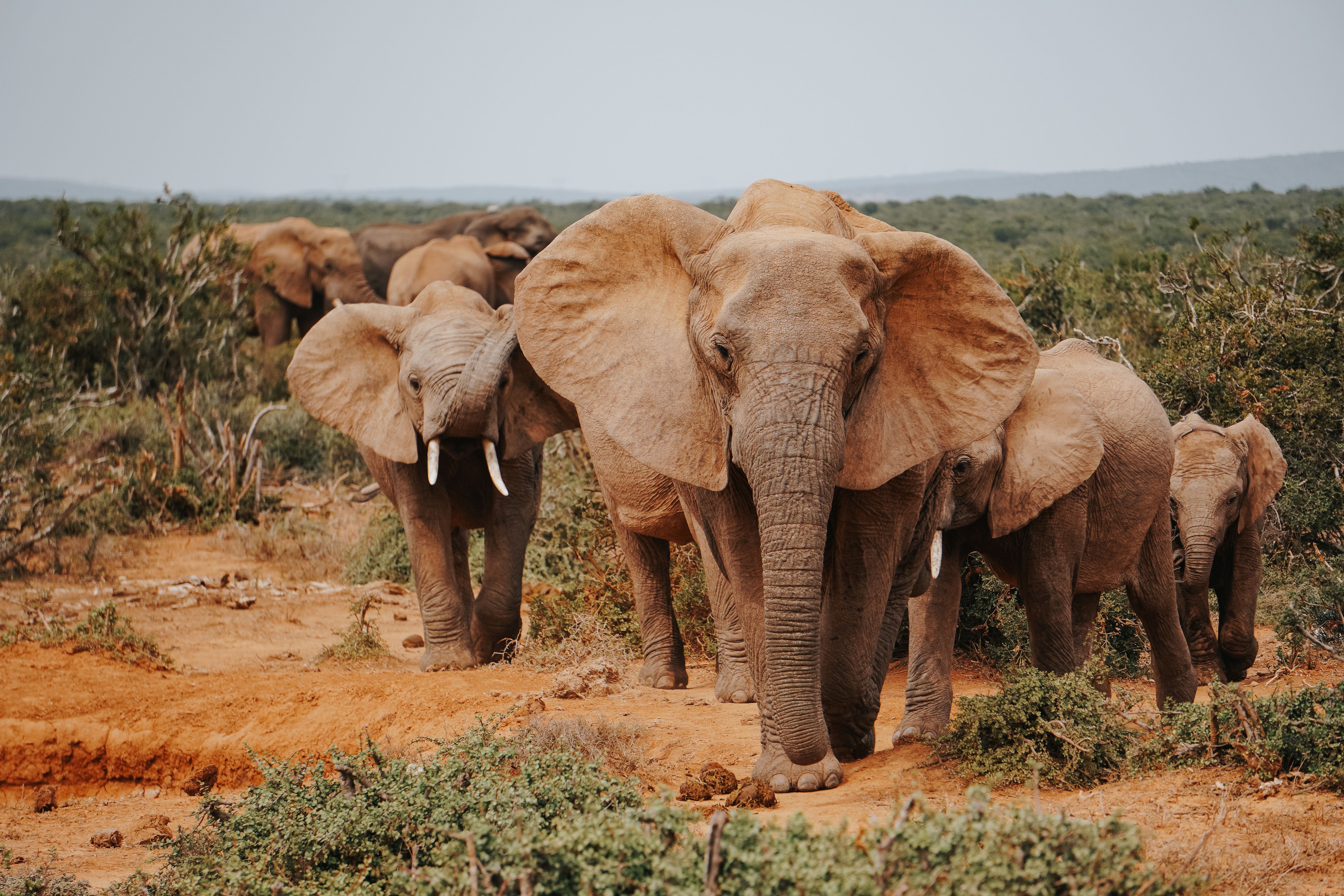 3-Day Amboseli Elephants Safari