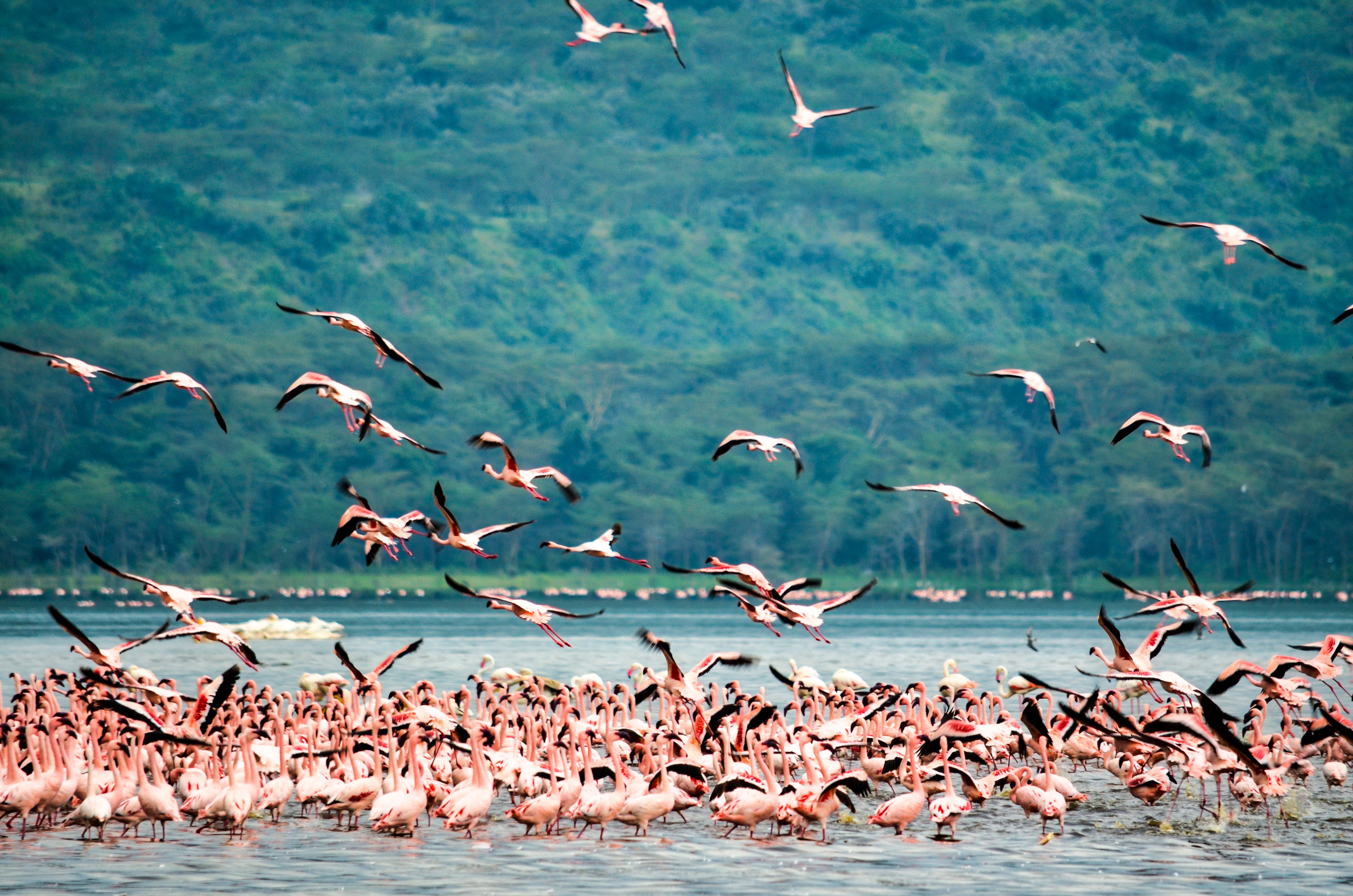 5-Day Lake Nakuru & Maasai Mara Safari
